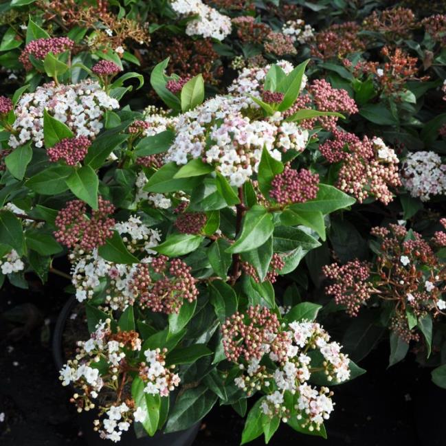  Kartopu tinus – Viburnum tinus