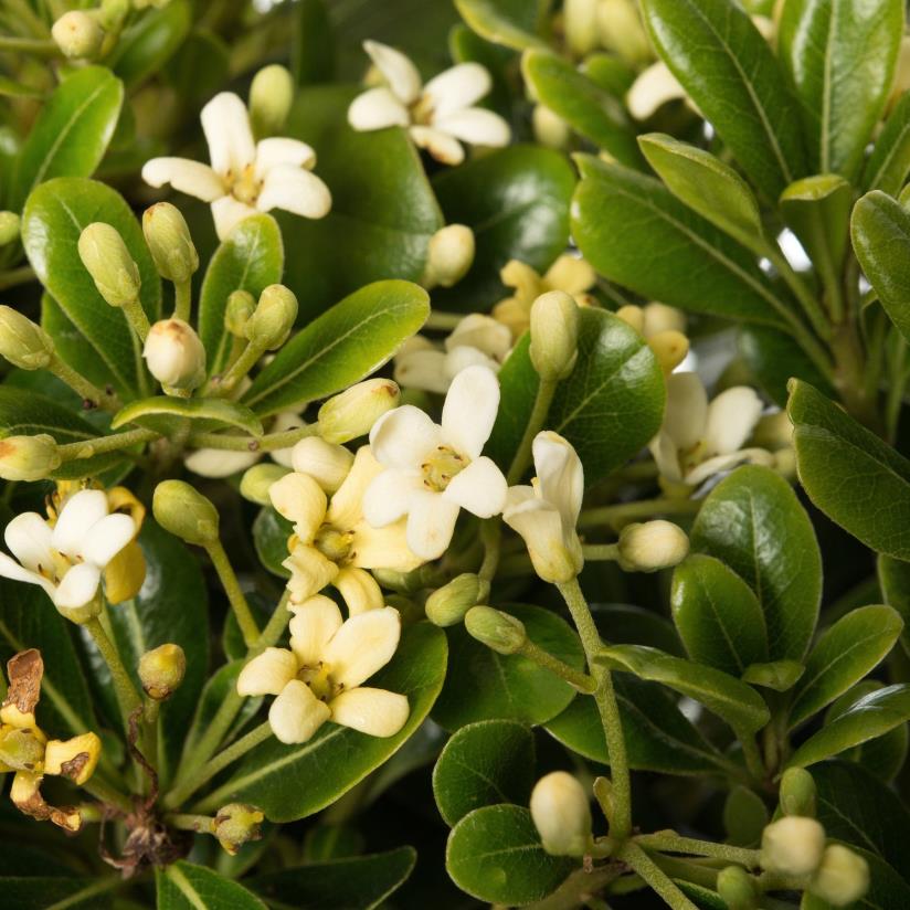  Yıldız Çalısı – Pittosporum tobira Nana