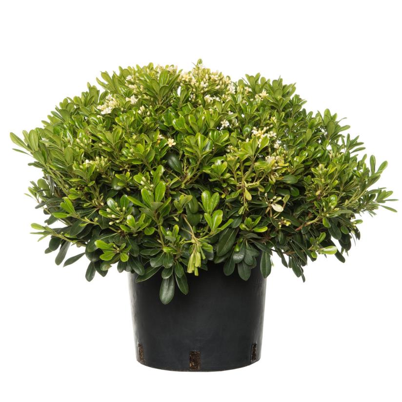  Yıldız Çalısı – Pittosporum tobira Nana