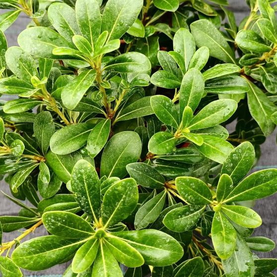  Yıldız Çalısı – Pittosporum tobira Nana