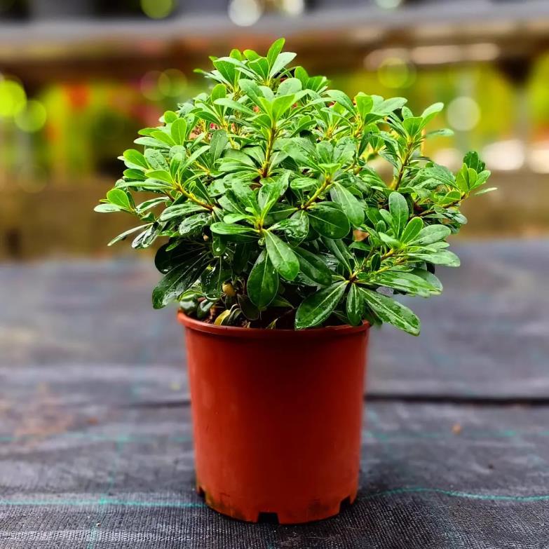  Yıldız Çalısı – Pittosporum tobira Nana