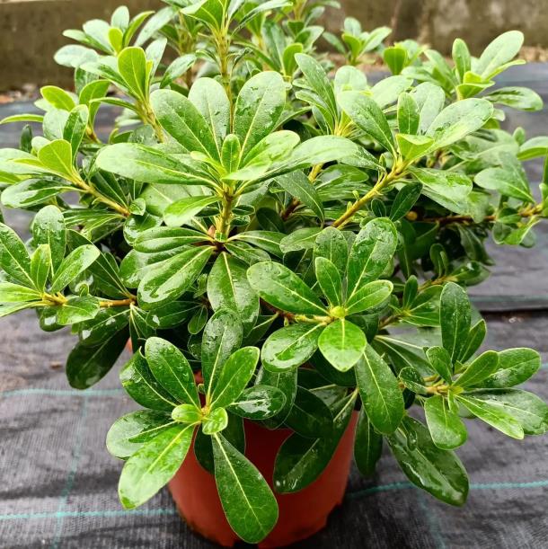  Yıldız Çalısı – Pittosporum tobira Nana