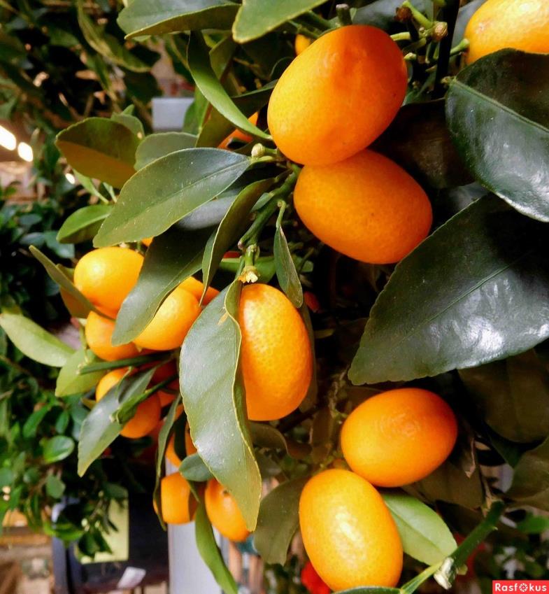  Kumkuat – Citrus japonica