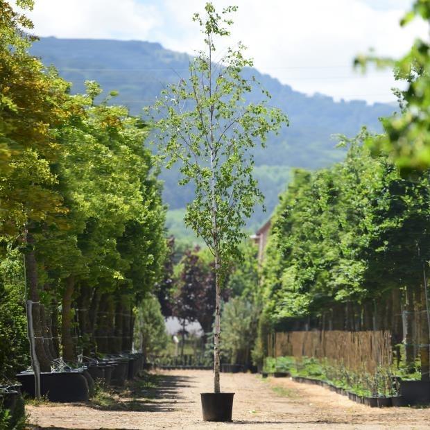 Huş Ağacı – Betula alba