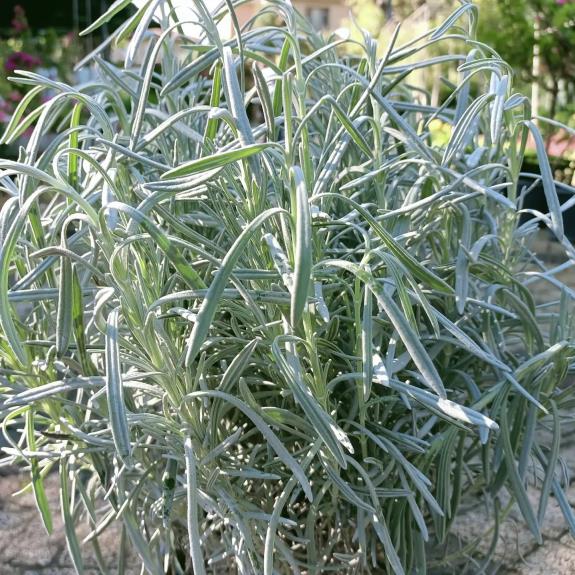  Lavanta – Lavandula officinalis