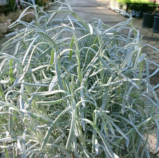  Lavanta – Lavandula officinalis