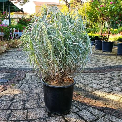  Lavanta – Lavandula officinalis