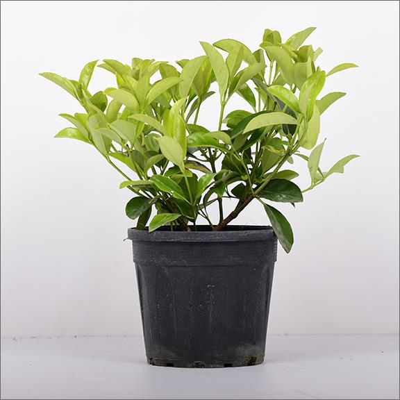  Kartopu Lucidum – Viburnum lucidum