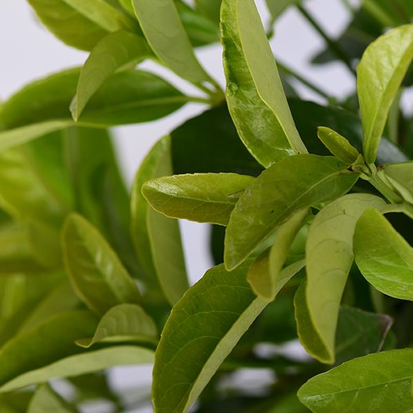  Kartopu Lucidum – Viburnum lucidum