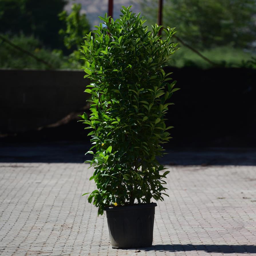  Kartopu Lucidum – Viburnum lucidum