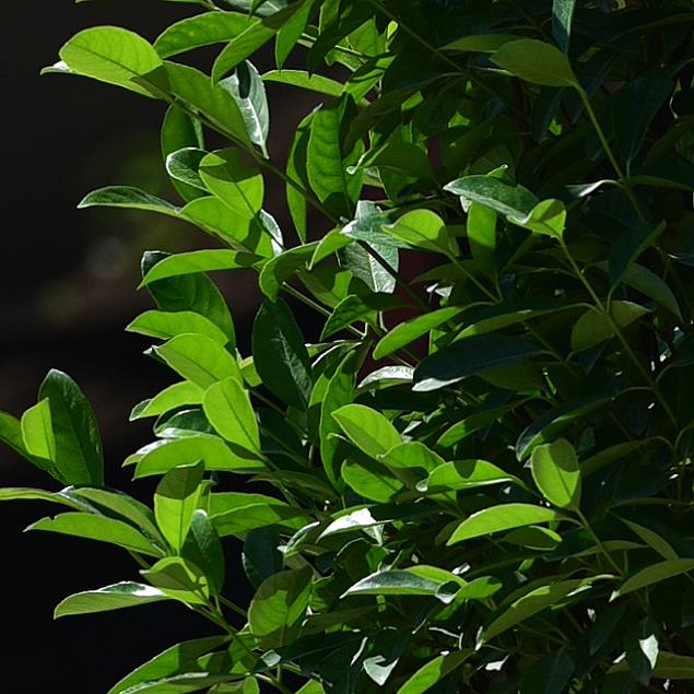  Kartopu Lucidum – Viburnum lucidum