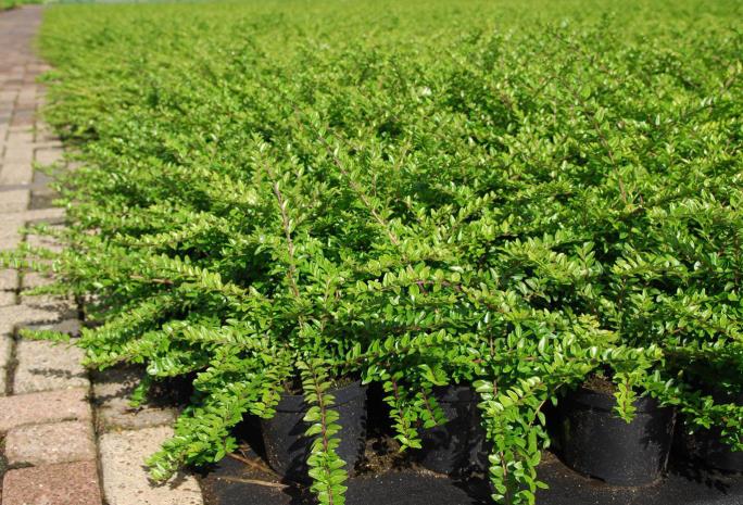  Hanımeli – Lonicera