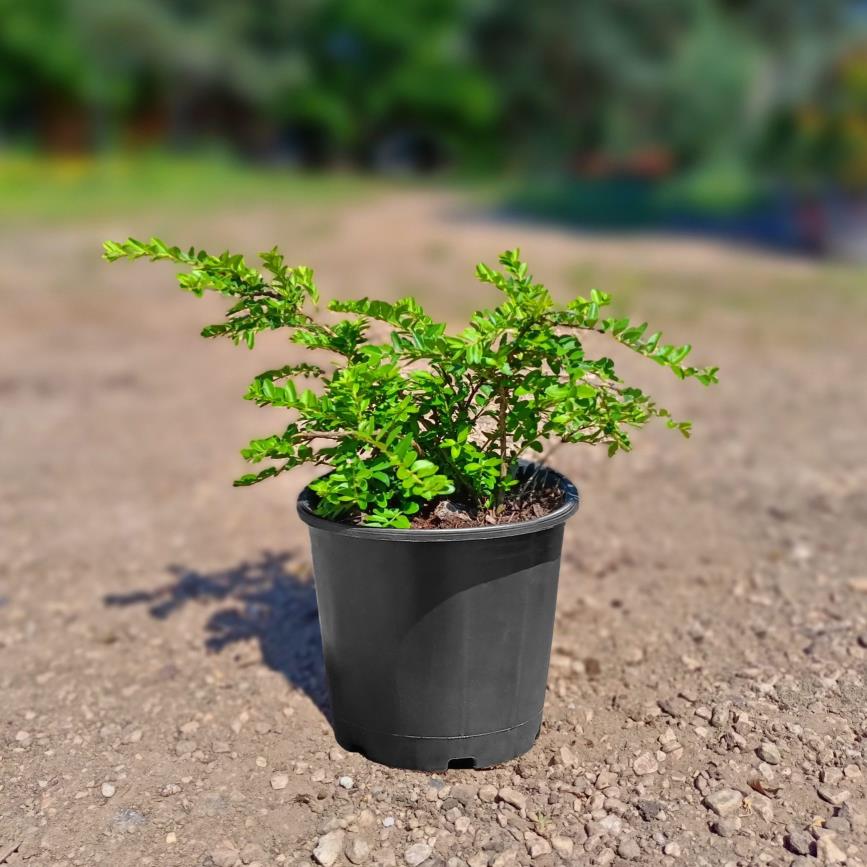  Hanımeli – Lonicera