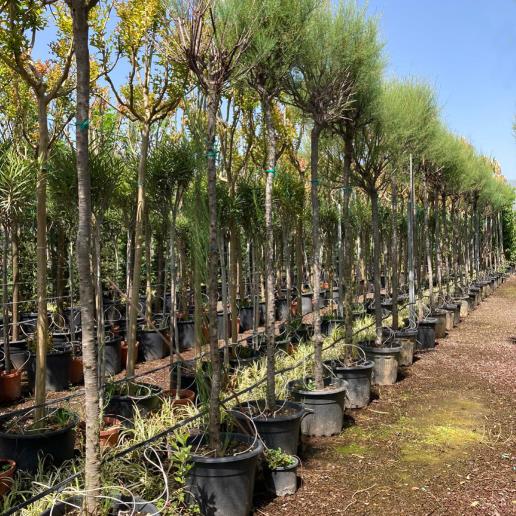  Ilgın Ağacı – Tamarix