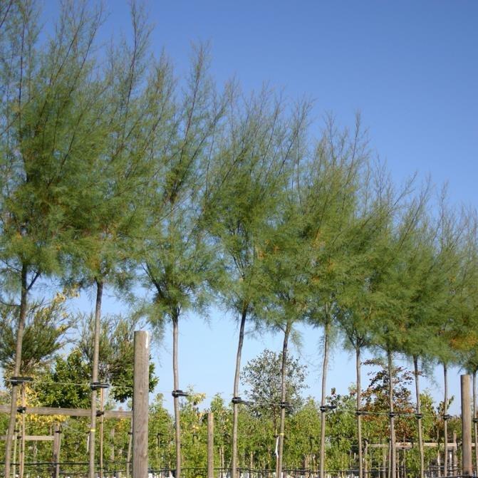  Ilgın Ağacı – Tamarix