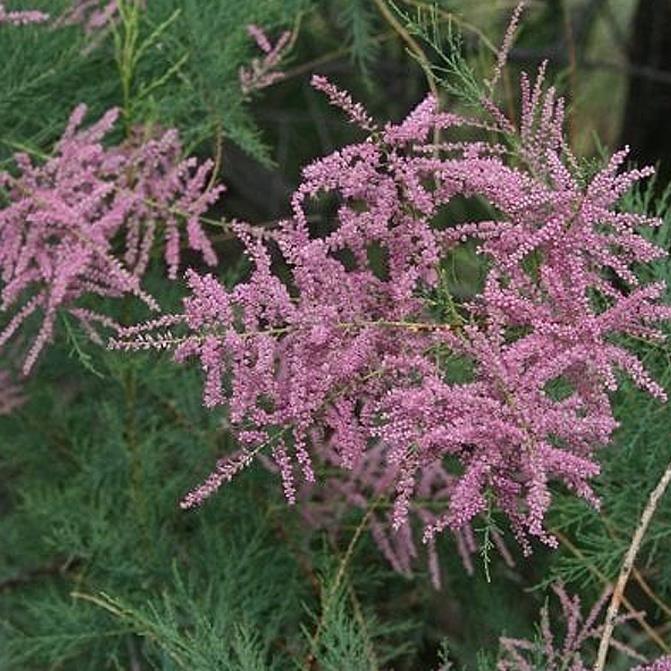  Ilgın Ağacı – Tamarix