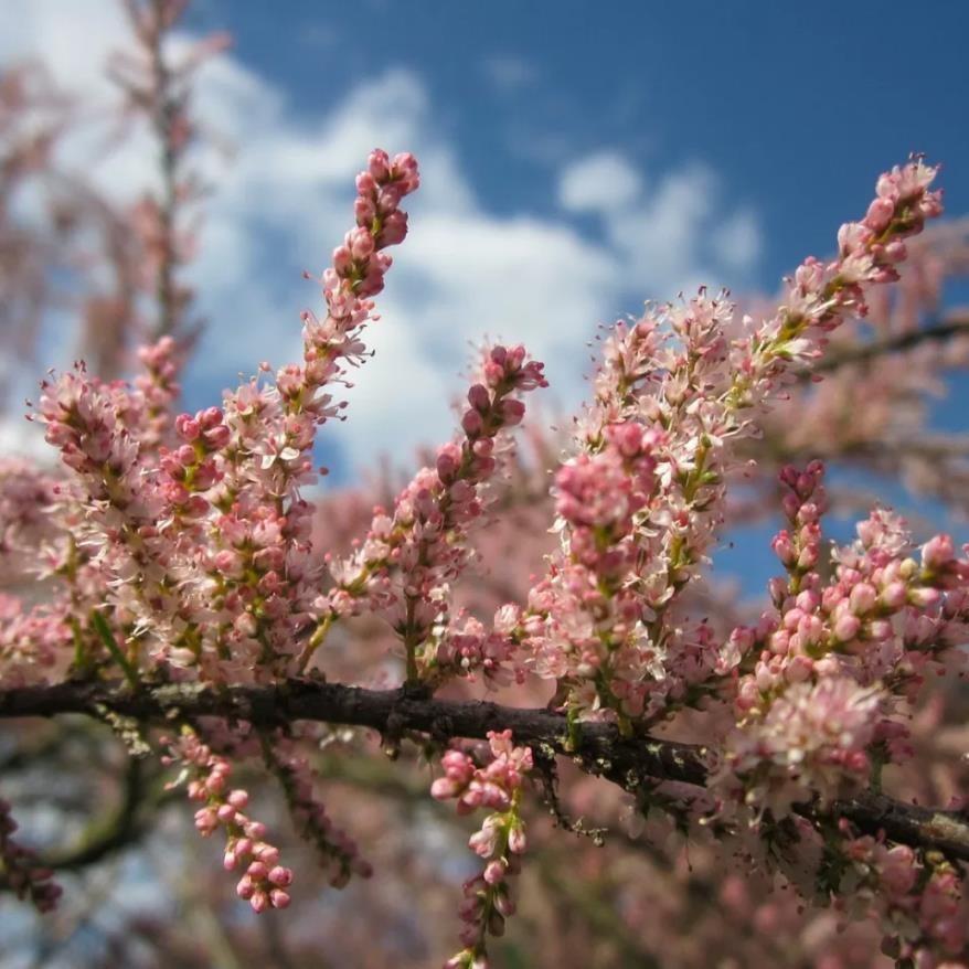  Ilgın Ağacı – Tamarix