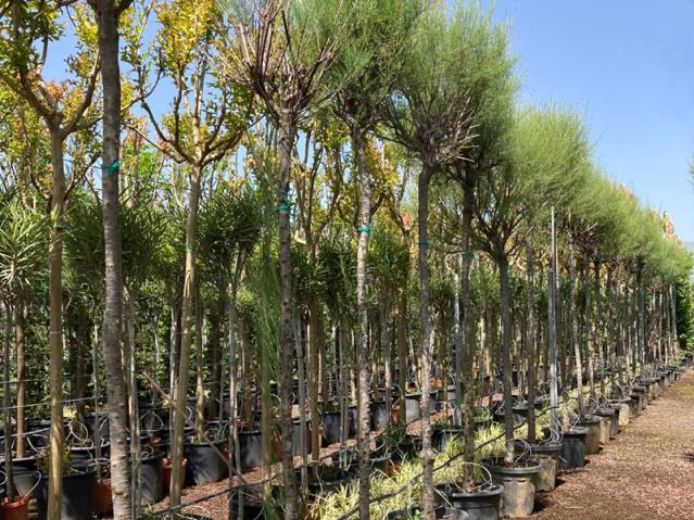  Ilgın Ağacı – Tamarix