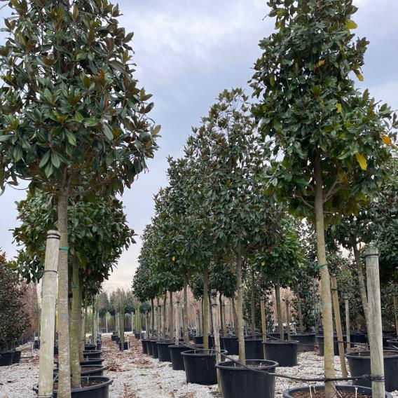  Tijli Manolya – Magnolia grandiflora