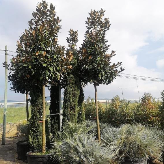  Tijli Manolya – Magnolia grandiflora