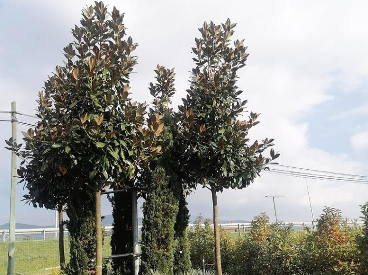  Tijli Manolya – Magnolia grandiflora