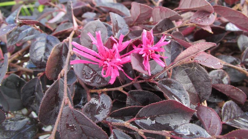 Pembe Rüya Çiçeği – Loropetalum chinense