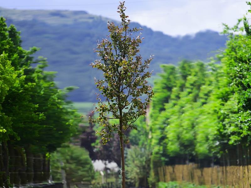 Süs Elması – Malus floribunda
