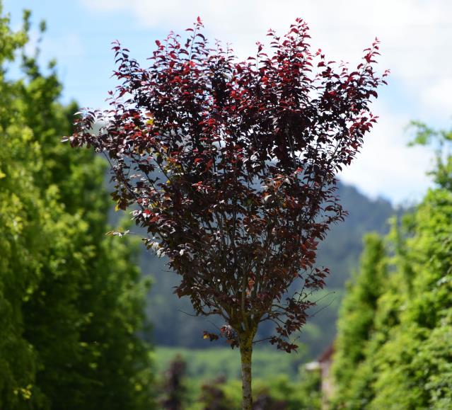  Süs Eriği – Prunus Cerasifera