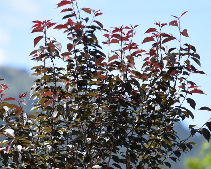  Süs Eriği – Prunus Cerasifera