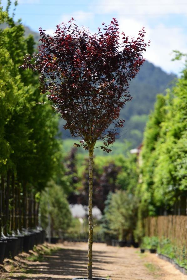  Süs Eriği – Prunus Cerasifera