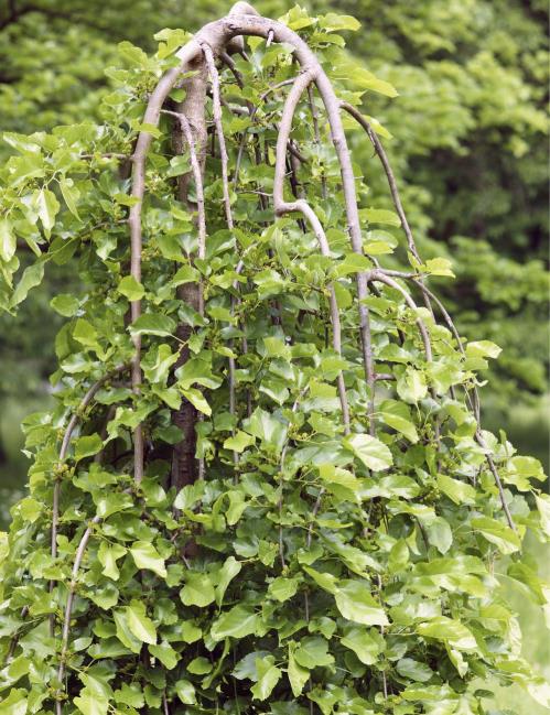  Ters Dut – Morus nigra Pendula