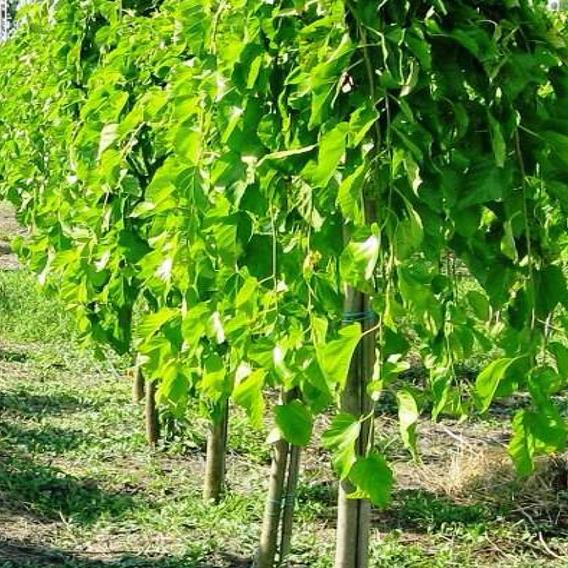  Ters Dut – Morus nigra Pendula