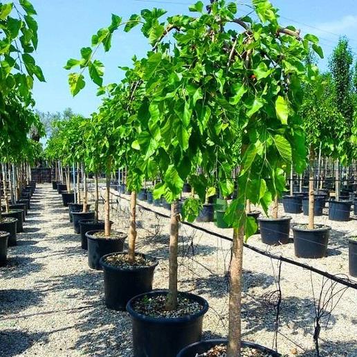  Ters Dut – Morus nigra Pendula