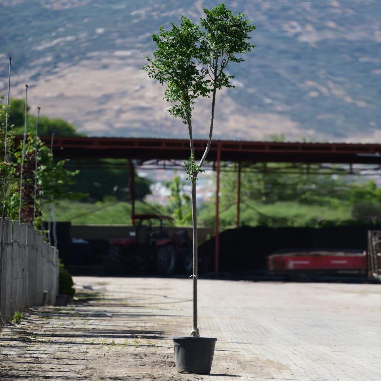  Tesbih Ağacı – Melia azedarach