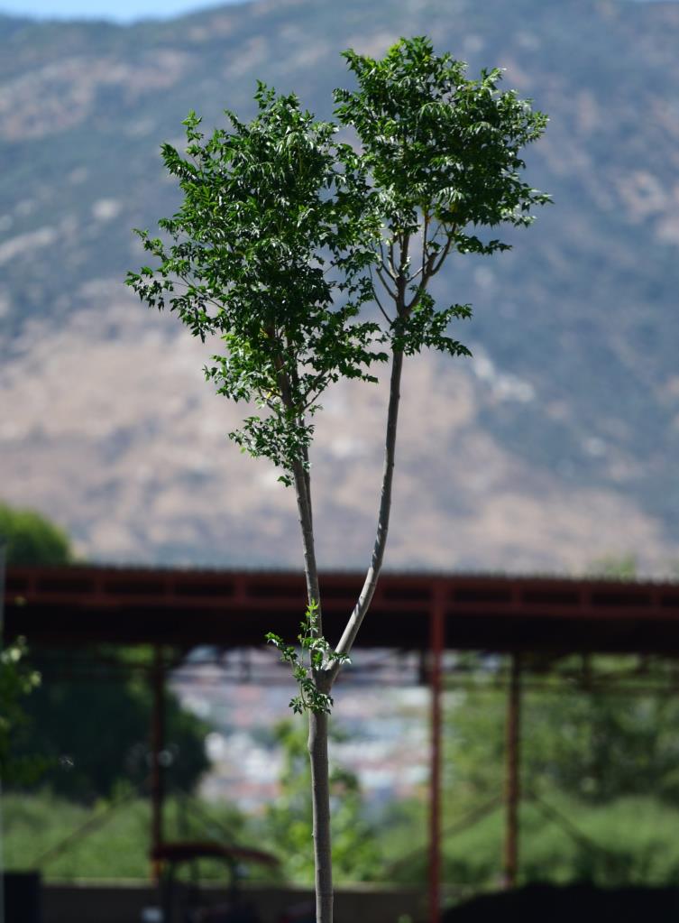  Tesbih Ağacı – Melia azedarach