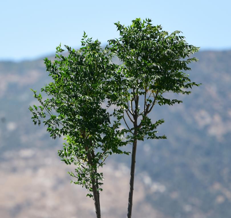  Tesbih Ağacı – Melia azedarach