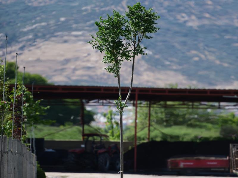  Tesbih Ağacı – Melia azedarach