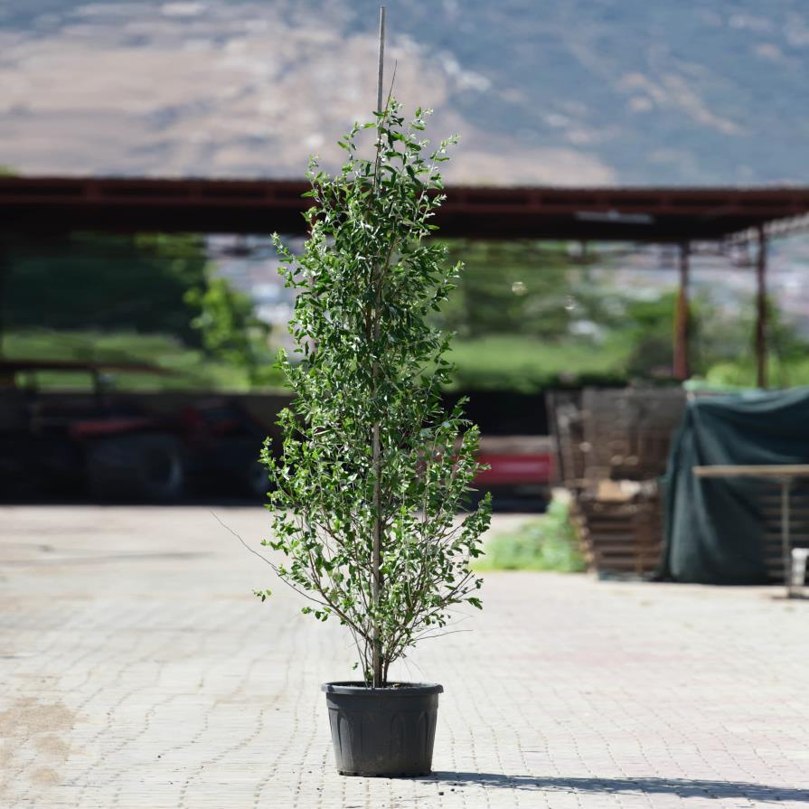  Süs iğdesi - Elaeagnus angustifolia