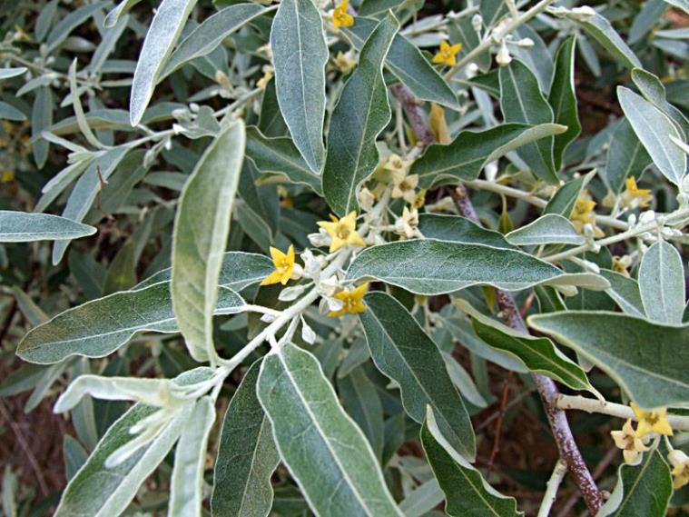  Süs iğdesi - Elaeagnus angustifolia