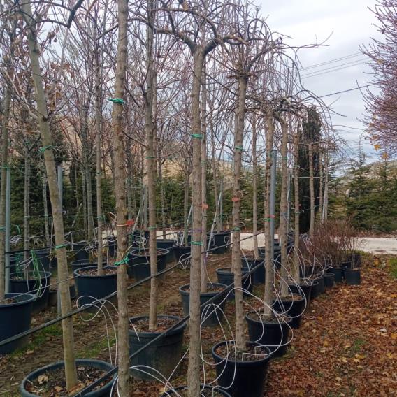  Ters Sofora - Sophora japonica Pendula