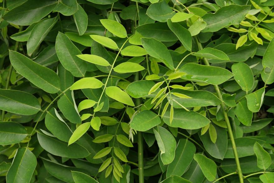  Ters Sofora - Sophora japonica Pendula