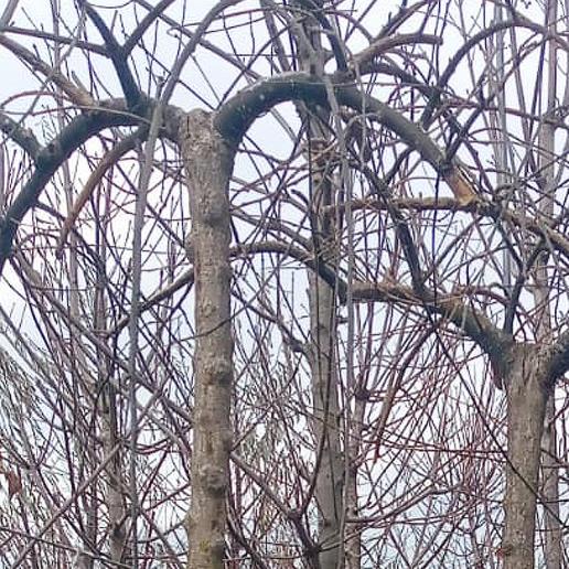  Ters Sofora - Sophora japonica Pendula