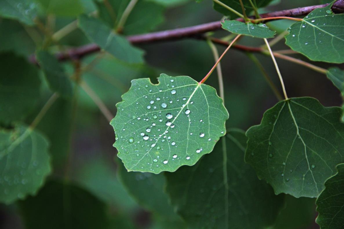  Kavak Ağacı - Populus
